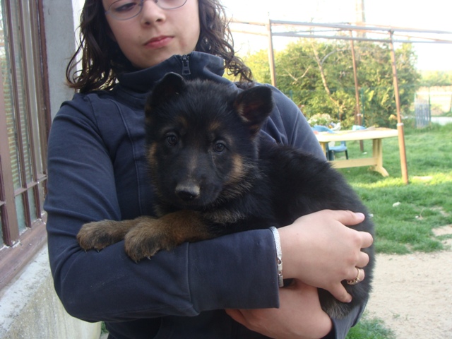 Fusco des saphirs d'atlantis