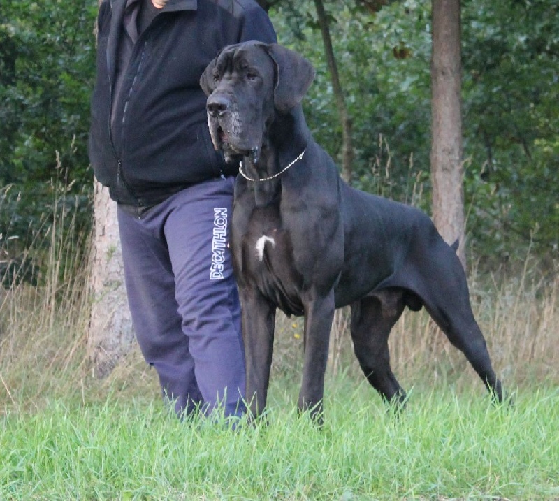 Vice champion de france 2014 gamin des saphirs d'atlantis