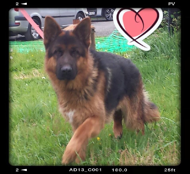 Jecko Du Haut De Saint Walfroy