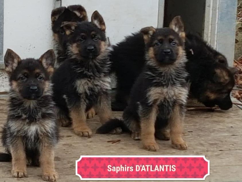 des saphirs d'atlantis - Chiots disponibles - Berger Allemand