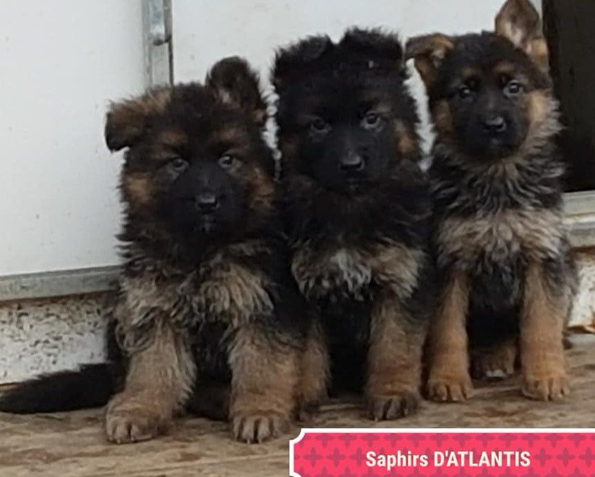 des saphirs d'atlantis - Chiots disponibles - Berger Allemand