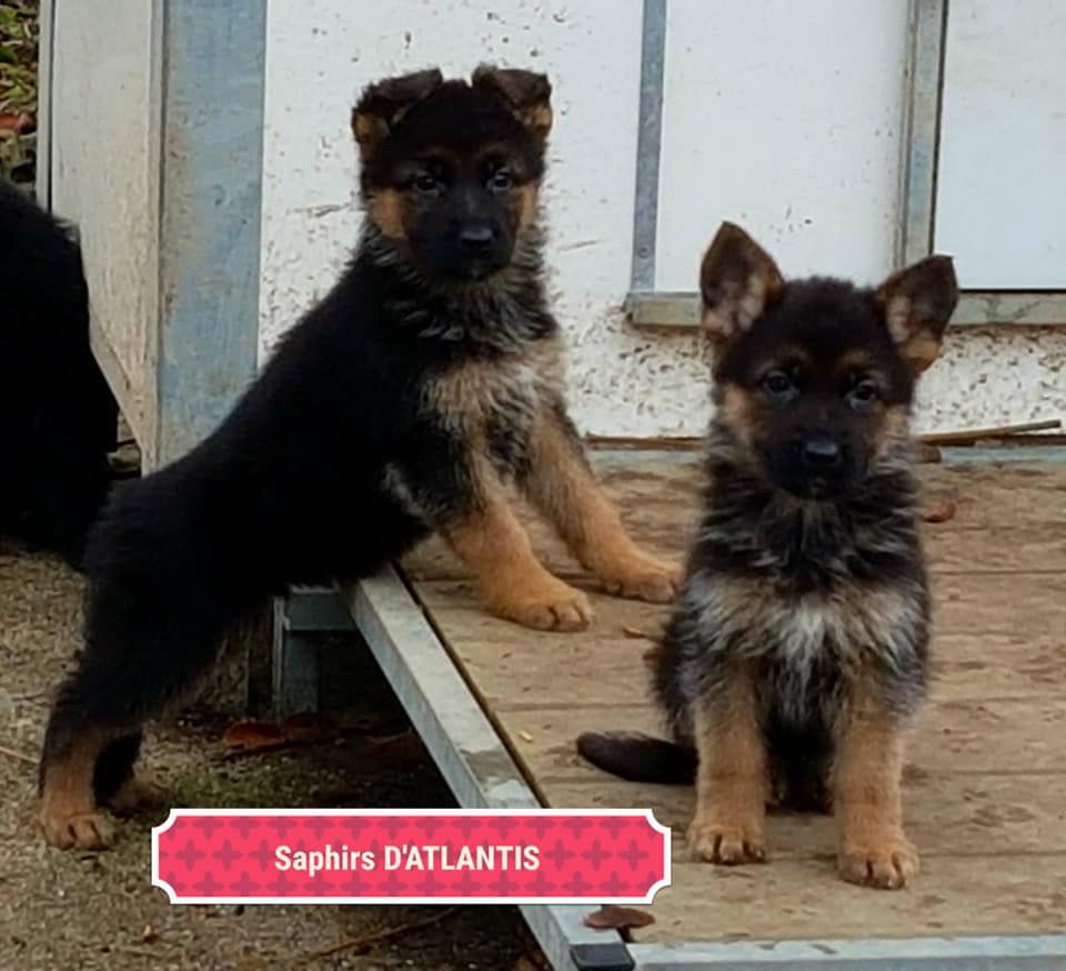 des saphirs d'atlantis - Chiots disponibles - Berger Allemand