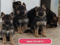 CHIOT