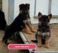 CHIOT
