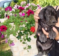 CHIOT