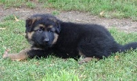 CHIOT