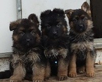 CHIOT