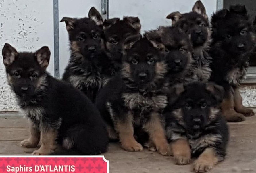 des saphirs d'atlantis - Chiots disponibles - Berger Allemand